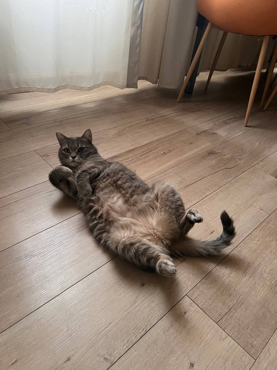 Космос лежит на полу в гостях
